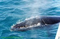 Baleia Jubarte Abrolhos12