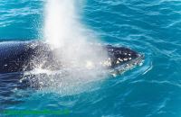 Baleia Jubarte Abrolhos10