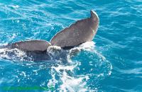 Baleia Jubarte Abrolhos9