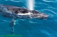 Baleia Jubarte Abrolhos5