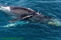 Baleia Jubarte Abrolhos6